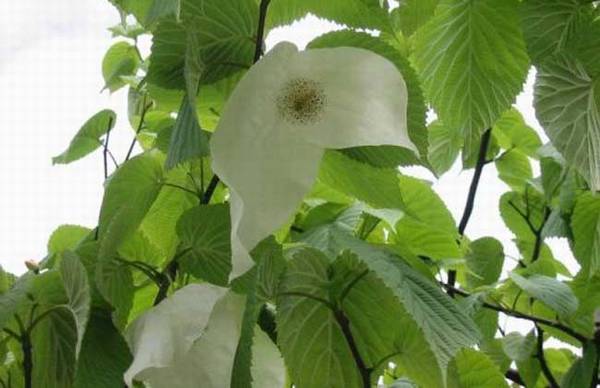 珙桐花什么时候开 珙桐花图片_如何养好珙桐花什么时候开 珙桐花