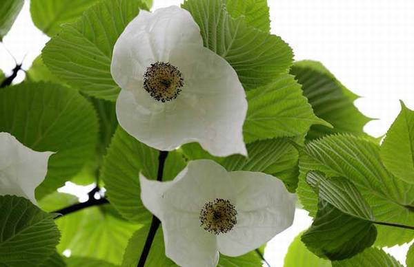 珙桐花什么时候开 珙桐花图片_如何养好珙桐花什么时候开 珙桐花