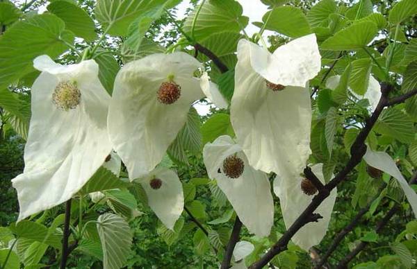 珙桐花什么时候开 珙桐花图片_如何养好珙桐花什么时候开 珙桐花