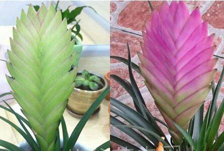 铁兰怎么变绿了原因分析