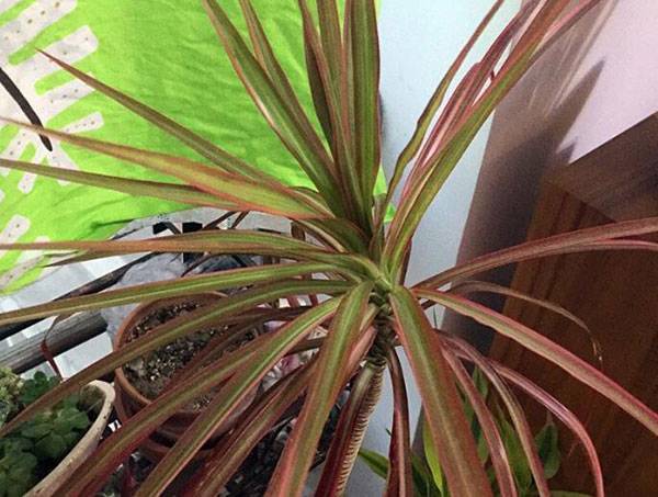 千年木用深盆种好还是浅盆