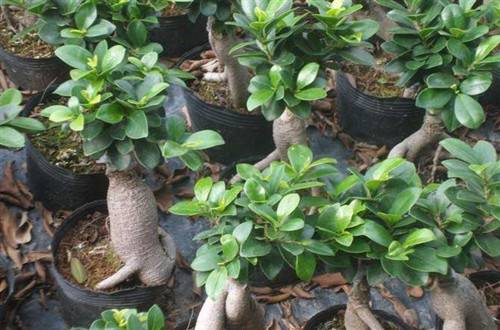 1516172446143855.jpg 人参榕冬天的养护方法