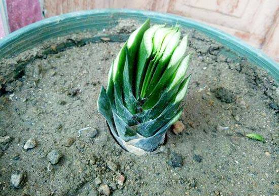 君子兰叶子可以剪掉吗 老叶处理方法