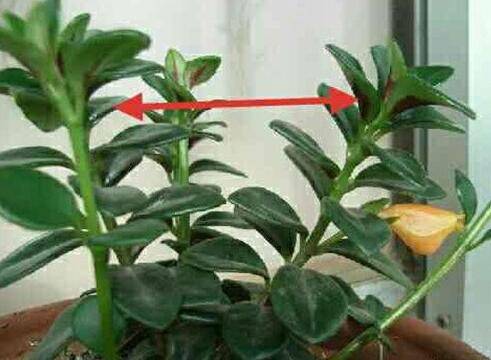 金鱼吊兰摘心打顶要点注意