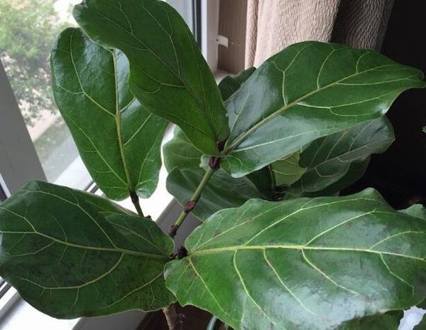 琴叶榕怎么浇水好