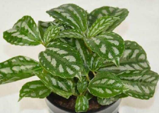 冷水草长势旺盛的养护技巧