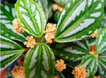 冷水草长势旺盛的养护技巧