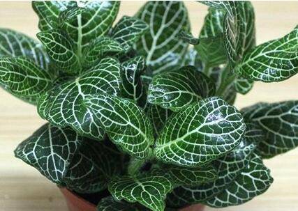 网纹草叶子怎么养好看