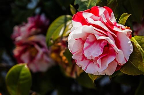 1527403312503945.jpg 茶花开一半就掉了怎么办