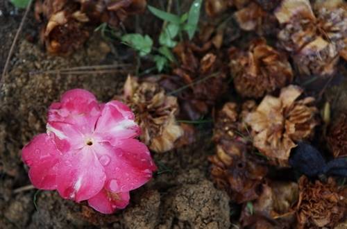 1527403286977768.jpg 茶花开一半就掉了怎么办