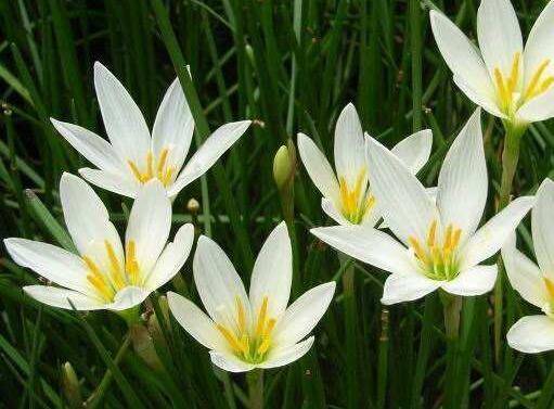 让葱兰多开花的养护方法