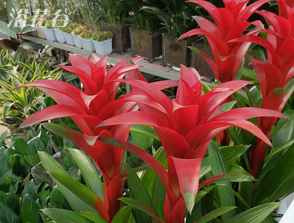 鸿运当头多久浇一次水好