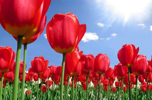 1548857180933144.jpg 郁金香的选购方法和养护要点