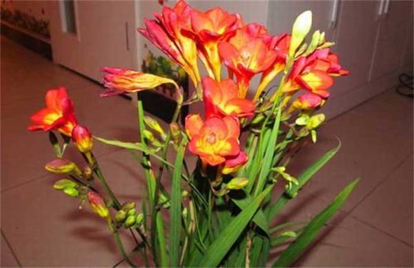 盆栽香雪兰的养护技巧