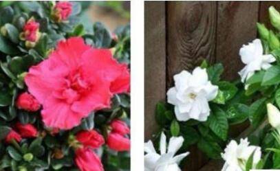 北方养好栀子花和杜鹃花的秘诀