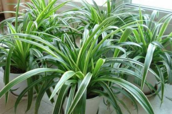 吊兰剃头后多久长出新叶