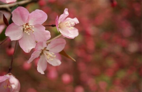 海棠花怎么种 栽培方法和注意事项