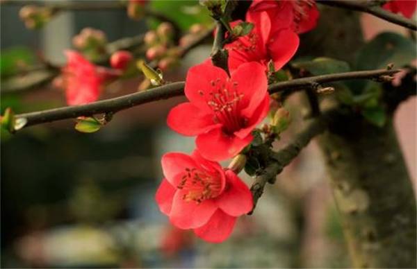海棠花怎么种 栽培方法和注意事项