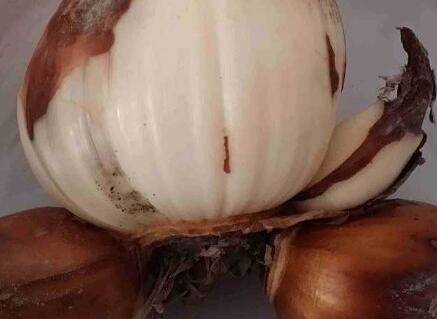 水仙花的球茎怎么切