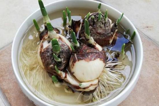 水仙花的球茎怎么切