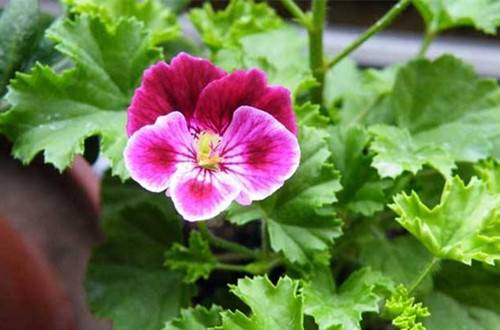 1521708988327127.jpg 让天竺葵花开不断的两大养护技巧