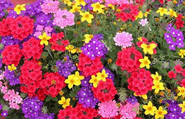 美女樱开花的养护技巧