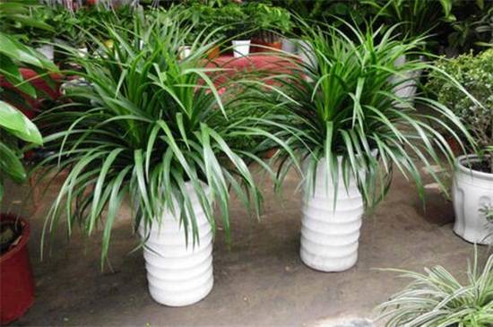 龙须树叶子下垂怎么办