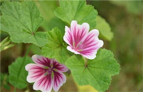 锦葵花怎么养好开花