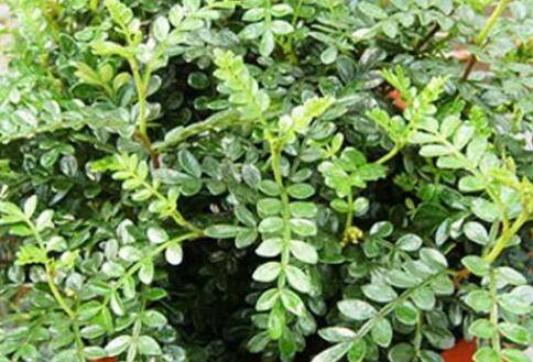 清香木为什么老掉叶?必知的养护要点