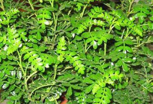 清香木为什么老掉叶?必知的养护要点