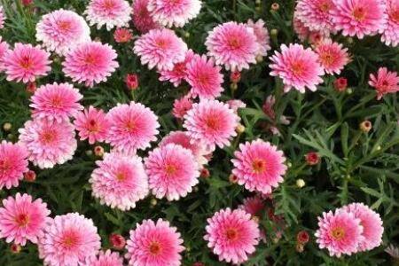 玛格丽特花养爆盆的方法技巧