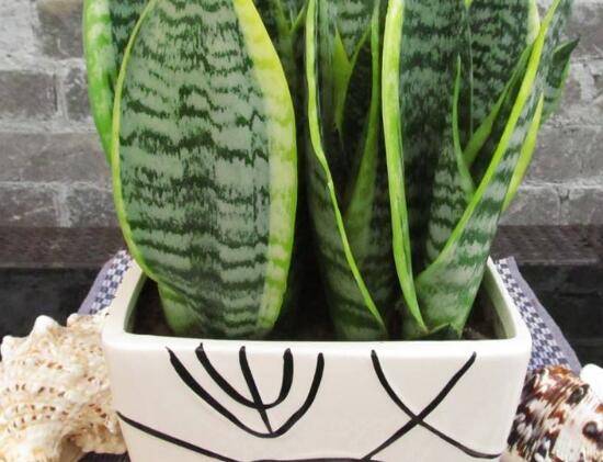 虎皮兰长茂盛的养护诀窍