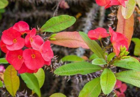 虎刺梅怎么不开花的原因总结