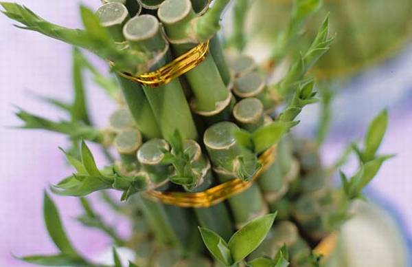 富贵竹能不能晒太阳