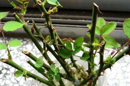 灌木月季可以不修剪吗