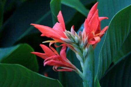 延长美人蕉花期的方法