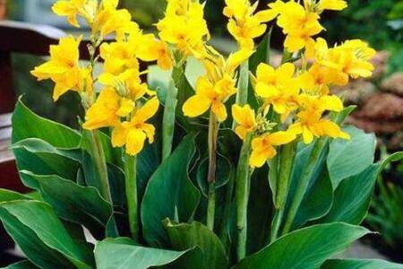 延长美人蕉花期的方法