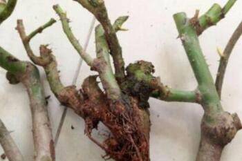 玫瑰老桩怎么种存活率高