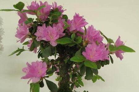 新手花市买花如何挑选盆栽花卉