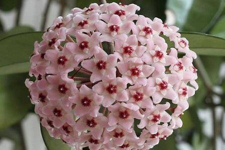 球兰怎么养才开花