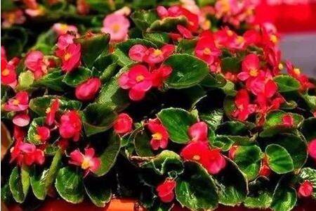 四季海棠施什么肥开花旺