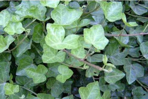 常春藤的夏天养护技巧须知