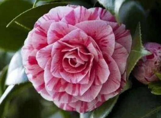 茶花的养殖心得分享