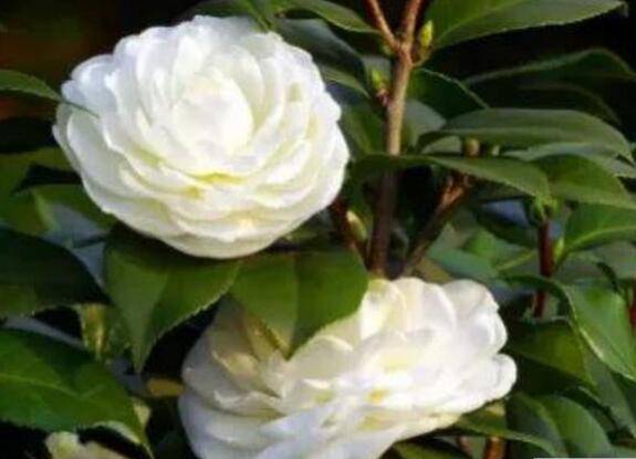 茶花的养殖心得分享