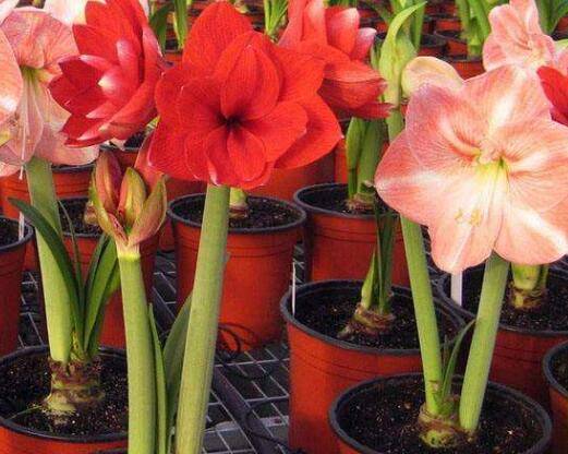 朱顶红花球快速长大的养护技巧