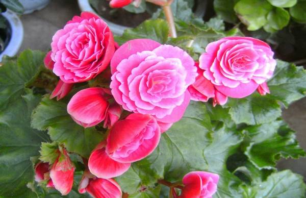 怎么给丽格海棠摘心