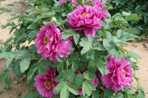 1601808727141531.jpg 说说地栽牡丹的日常养护技巧