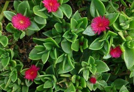 牡丹吊兰怎么养开花爆盆