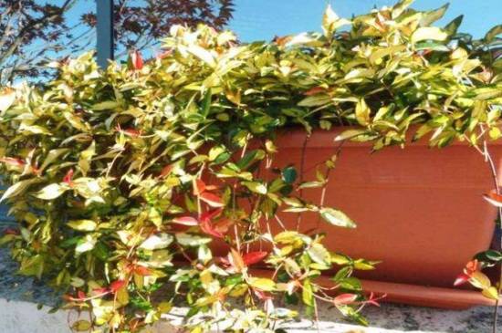 黄金络石养殖注意事项