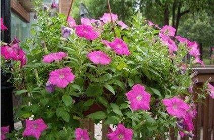 花卉怎么施肥的五大施肥原则须知